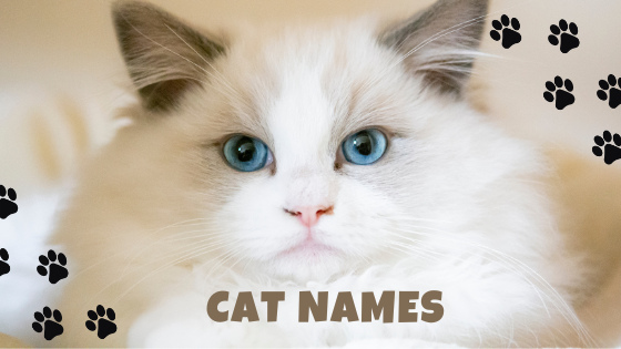 Searching For Hawaiian Cat Names?