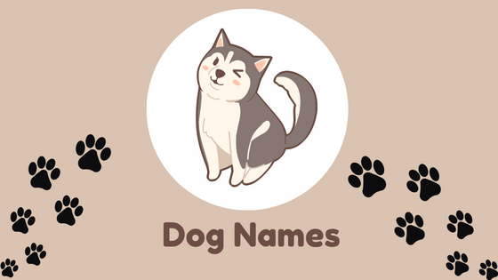 Choosing The Best Grey Names For Dogs