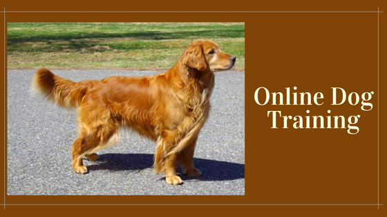Online Dog Training Classes